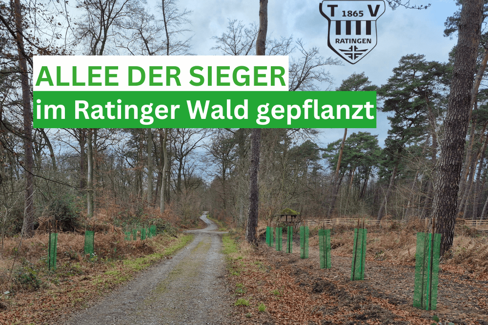 Waldweg im Ratinger Wald mit neu gepflanzten Bäumen in grünen Schutzhüllen und einem Schild „Allee der Sieger“.